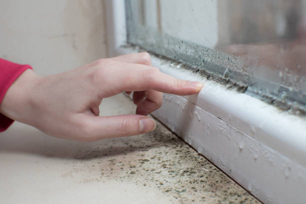 Best Mold Documentation for Insurance Claims  in Napa, CA